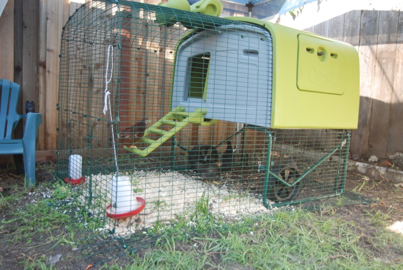 chickens-1.jpg