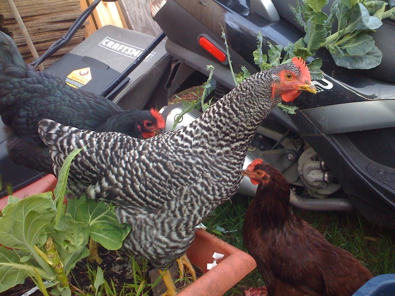 chickens-2.jpg