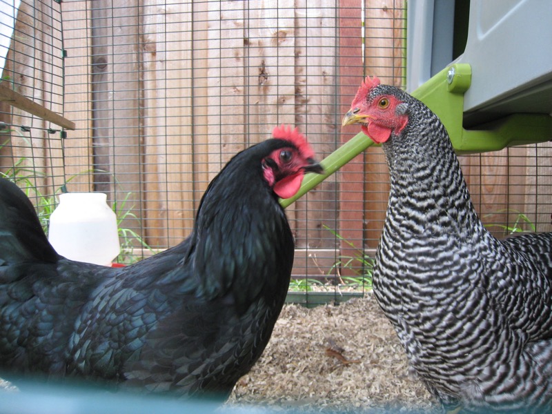 chickens-3.jpg